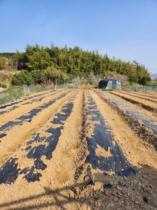 덕포킴님의 기타작물 · 영농일지 작성글 사진
