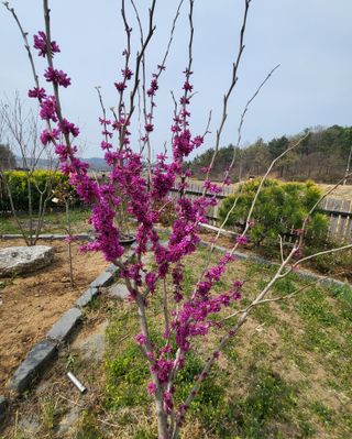 이영식님의 기타작물 · 영농일지 작성글 사진