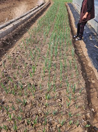 김주희님의 기타작물 · 영농일지 작성글 사진