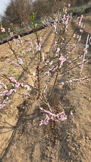 들깨고추아줌마님의 기타작물 · 영농일지 작성글 사진
