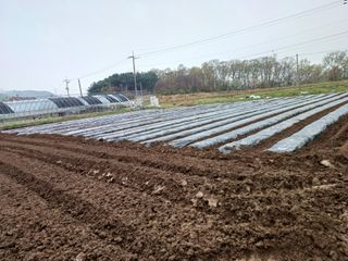 이정민님의 기타작물 · 영농일지 작성글 사진