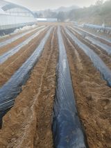 팜모닝 기타작물·영농일지 게시글 이미지