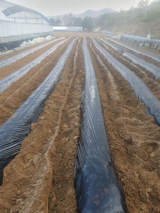 김정태님의 기타작물 · 영농일지 작성글 사진