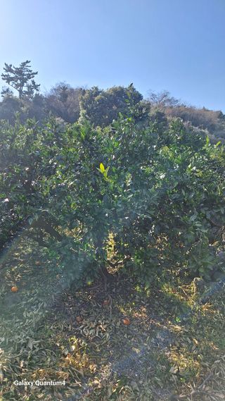 송임철님의 기타작물 · 영농일지 작성글 사진