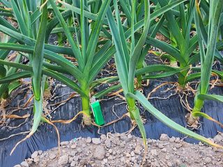 감14934님의 기타작물 · 영농일지 작성글 사진