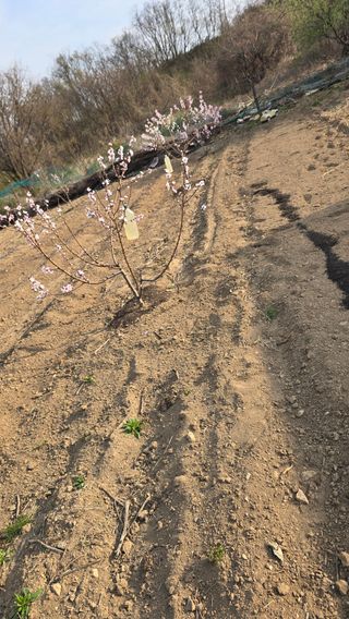 들깨고추아줌마님의 기타작물 · 영농일지 작성글 사진