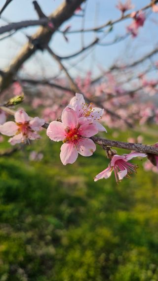 배성은365님의 호박 · 영농일지 작성글 사진