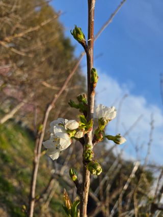 큐체리원님의 기타작물 · 영농일지 작성글 사진