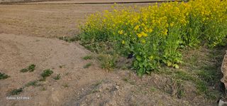 양태종님의 기타작물 · 영농일지 작성글 사진