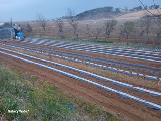 바위돌 심재성님의 참깨 · 영농일지 작성글 사진