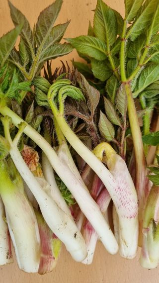 함영규님의 두릅 · 영농일지 작성글 사진