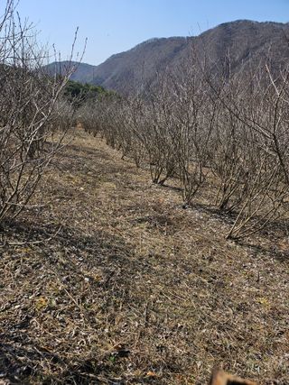 손용재님의 기타작물 · 영농일지 작성글 사진