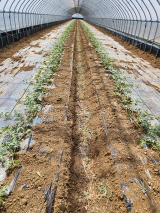 김저팔계님의 기타작물 · 영농일지 작성글 사진