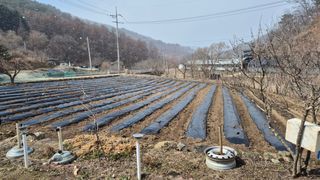 꿈치님의 감자 · 영농일지 작성글 사진