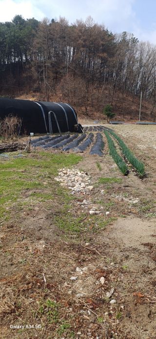 심 영훈님의 기타작물 · 영농일지 작성글 사진