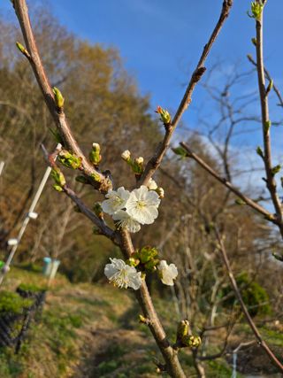 큐체리원님의 기타작물 · 영농일지 작성글 사진