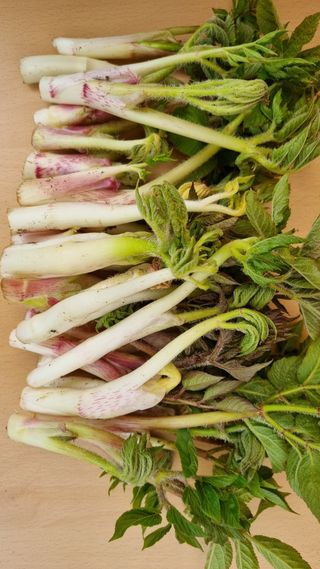 함영규님의 두릅 · 영농일지 작성글 사진