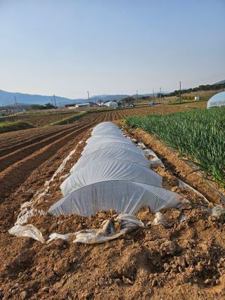유명숙님의 기타작물 · 영농일지 작성글 사진