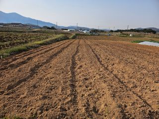 유명숙님의 기타작물 · 영농일지 작성글 사진