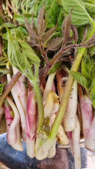 함영규님의 두릅 · 영농일지 작성글 사진