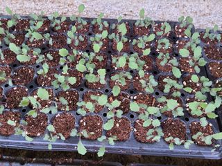 김홍중님의 기타작물 · 영농일지 작성글 사진