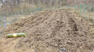 ogapiall님의 감자 · 영농일지 작성글 사진