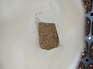 강지현님의 참깨 · 영농일지 작성글 사진