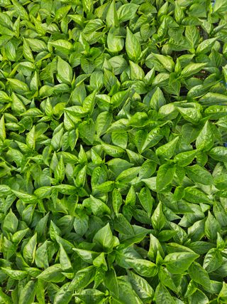 김주희님의 기타작물 · 영농일지 작성글 사진