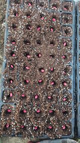 팜모닝 호박·영농일지 게시글 이미지