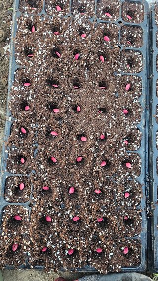 배성은365님의 호박 · 영농일지 작성글 사진