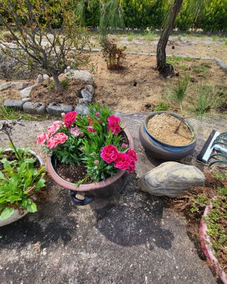 이영식님의 기타작물 · 영농일지 작성글 사진