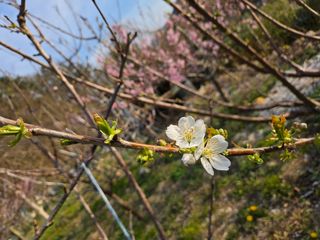큐체리원님의 기타작물 · 영농일지 작성글 사진