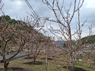 수기님의 두릅 · 영농일지 작성글 사진