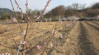 들깨고추아줌마님의 기타작물 · 영농일지 작성글 사진