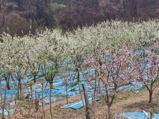 이원영님의 기타작물 · 영농일지 작성글 사진