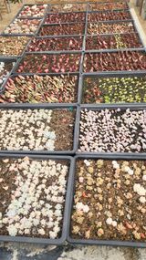 팜모닝 기타작물·영농일지 게시글 이미지