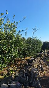 팜모닝 기타작물·영농일지 게시글 이미지