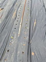 팜모닝 옥수수·영농일지 게시글 이미지