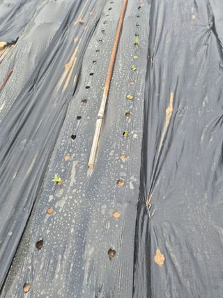 박주희님의 옥수수 · 영농일지 작성글 사진