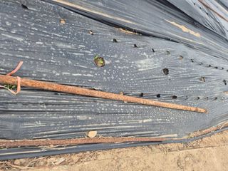 박주희님의 옥수수 · 영농일지 작성글 사진