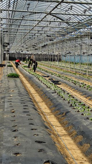 김명숙님의 오이 · 영농일지 작성글 사진