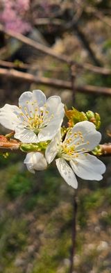 팜모닝 기타작물·영농일지 게시글 이미지