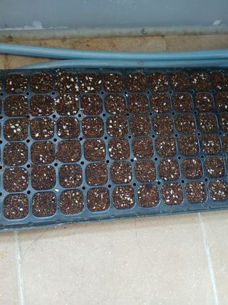 강지현님의 참깨 · 영농일지 작성글 사진