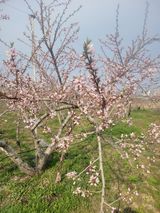 팜모닝 기타작물·영농일지 게시글 이미지