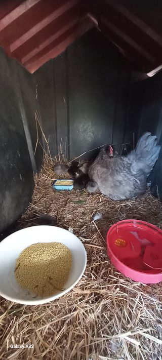 매실15083님의 기타작물 · 영농일지 작성글 사진