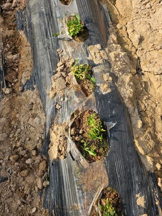 유명숙님의 기타작물 · 영농일지 작성글 사진