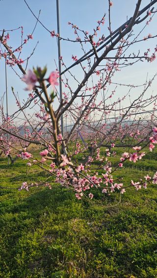 배성은365님의 호박 · 영농일지 작성글 사진