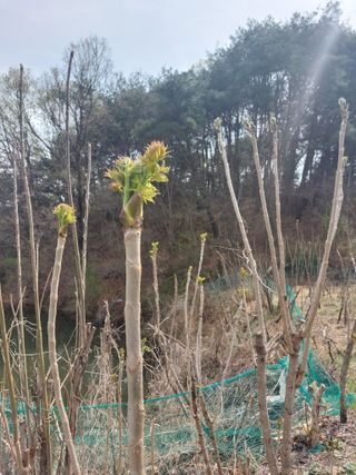 이원영님의 기타작물 · 영농일지 작성글 사진