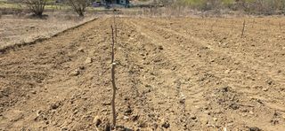 최병만님의 기타작물 · 영농일지 작성글 사진