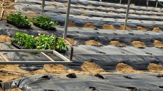 김명숙님의 오이 · 영농일지 작성글 사진